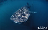 Whale shark (Rhincodon typus) 