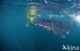 Whale shark (Rhincodon typus) 