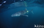 Whale shark (Rhincodon typus) 