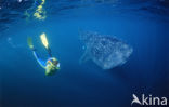 Whale shark (Rhincodon typus) 