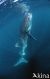 Whale shark (Rhincodon typus) 