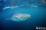 Whale shark (Rhincodon typus) 