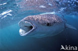 Walvishaai (Rhincodon typus) 