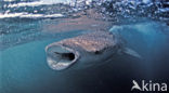 Whale shark (Rhincodon typus) 