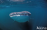 Walvishaai (Rhincodon typus) 