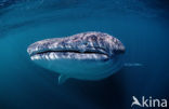 Whale shark (Rhincodon typus) 