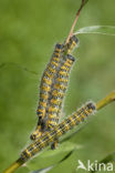 Wapendrager (Phalera bucephala)