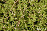 New Zealand Pigmyweed (Crassula helmsii)
