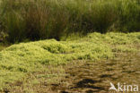 Watercrassula (Crassula helmsii)