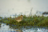 Waterpipit (Anthus spinoletta)