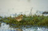 Waterpieper (Anthus spinoletta)