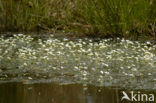 Crowfoot (Ranunculus spec.)