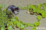 Watershrew (Neomys fodiens)