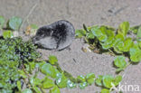 Watershrew (Neomys fodiens)