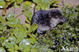 Watershrew (Neomys fodiens)