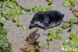 Watershrew (Neomys fodiens)