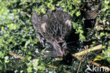 Watershrew (Neomys fodiens)