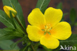 Waterteunisbloem (Ludwigia grandiflora)