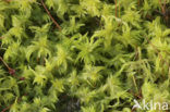 Feathery Bog-moss (Sphagnum cuspidatum)