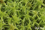 Feathery Bog-moss (Sphagnum cuspidatum)