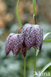 Wilde kievitsbloem (Fritillaria meleagris) 