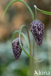 Wilde kievitsbloem (Fritillaria meleagris) 