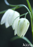 Wilde kievitsbloem (Fritillaria meleagris) 