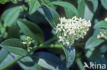 Wild Privet (Ligustrum vulgare)