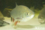 Orfe (Leuciscus idus)