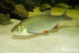 Orfe (Leuciscus idus)
