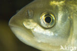 Orfe (Leuciscus idus)