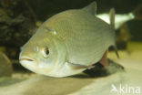 Orfe (Leuciscus idus)