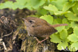 Winterkoning (Troglodytes troglodytes)