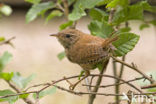 Winterkoning (Troglodytes troglodytes)