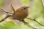 Winterkoning (Troglodytes troglodytes)