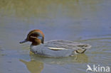 Green-winged Teal (Anas crecca)