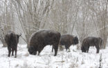 Wisent (Bison bonasus) 