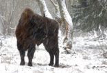 Wisent (Bison bonasus) 