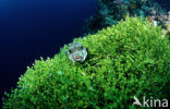 White-spotted puffer (Arothron hispidus)