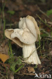 Witte kluifzwam (Helvella crispa)