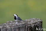 Witte Kwikstaart (Motacilla alba)