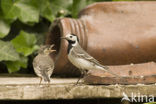 Witte Kwikstaart (Motacilla alba)