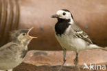 Witte Kwikstaart (Motacilla alba)