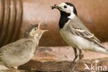 Witte Kwikstaart (Motacilla alba)