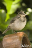 Witte Kwikstaart (Motacilla alba)