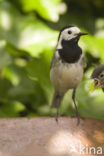 Witte Kwikstaart (Motacilla alba)