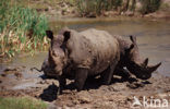 white Rhinoceros