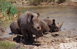 white Rhinoceros