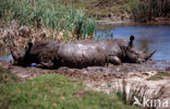 Witte neushoorn