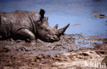 white Rhinoceros